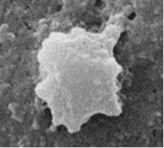 Pseudopodia formation by platelets in response to hemostatic dressing